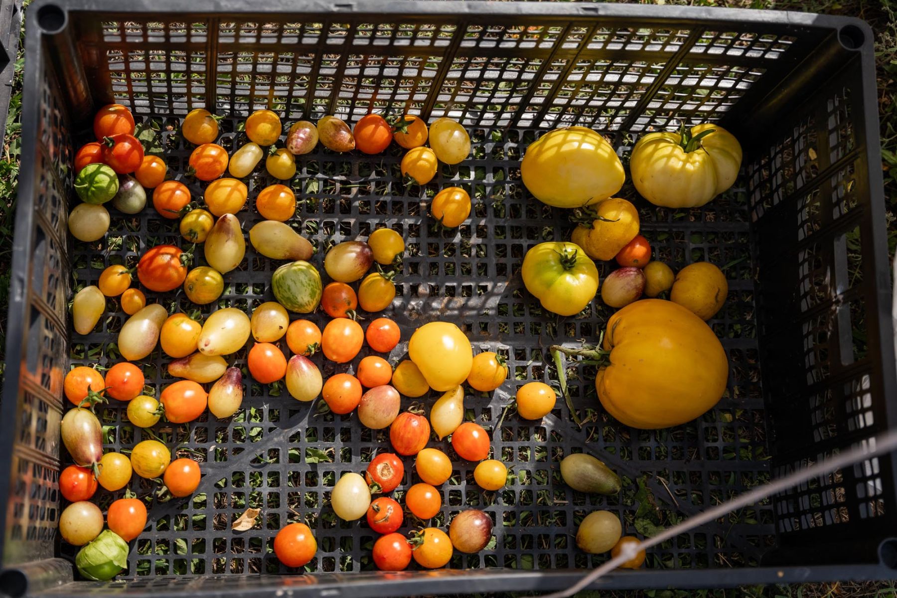 Heirloom tomatoes in a black basket.