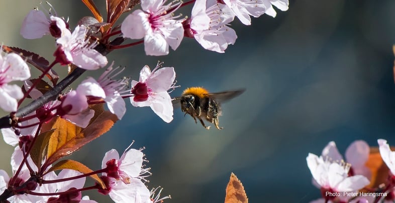 BeeTheChange