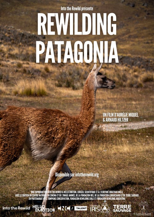 Rewilding Patagonia