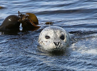 Harbour-Seal-Val-16-08-01_0266