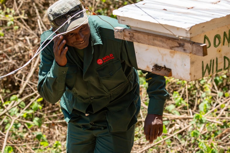 Hermant inspecting beehives