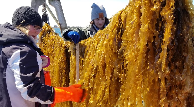 Q&A with Ocean Farmer, Catherine Puckett