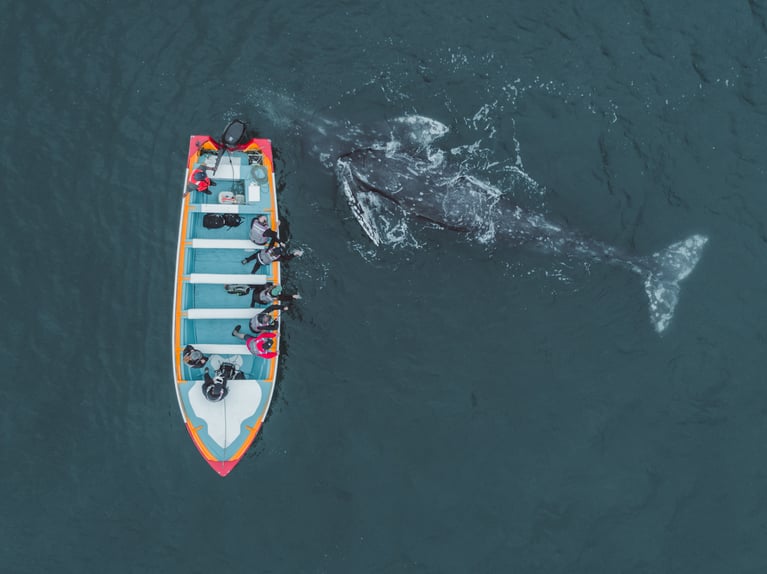 Sustainable travel: 10 nonprofits helping you explore responsibly
