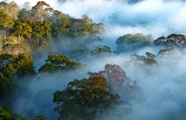 The 1% for the Planet network supports the Amazon Rainforest. Here’s how you can,too:
