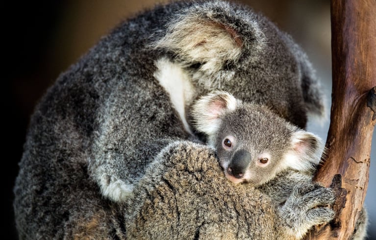 How the 1% for Planet network combats Australia’s bushfires