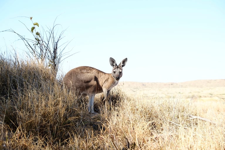 Momentum building across the globe: Australia
