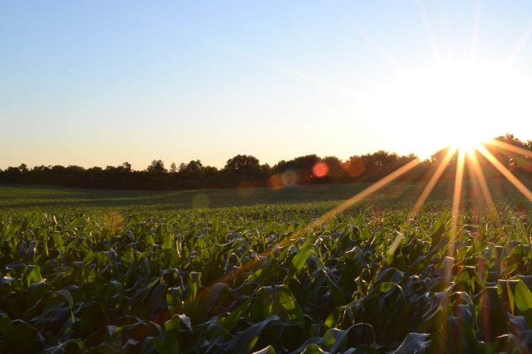 Regenerative Organic Alliance: farming like our world depends on it