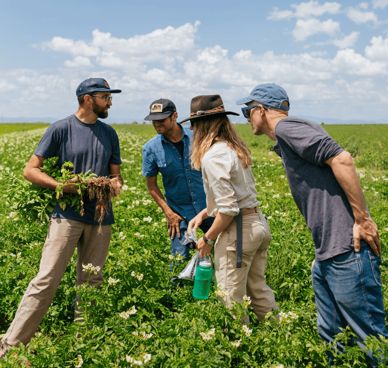 Four farmers observing the roots of a plant while standing in a green field
