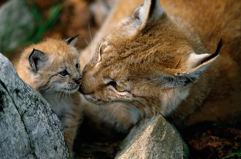 Rewilding Britain: UK Steering Committee Virtual Event