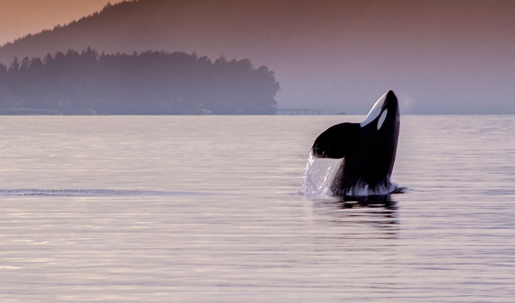 Saving-orcas-1800