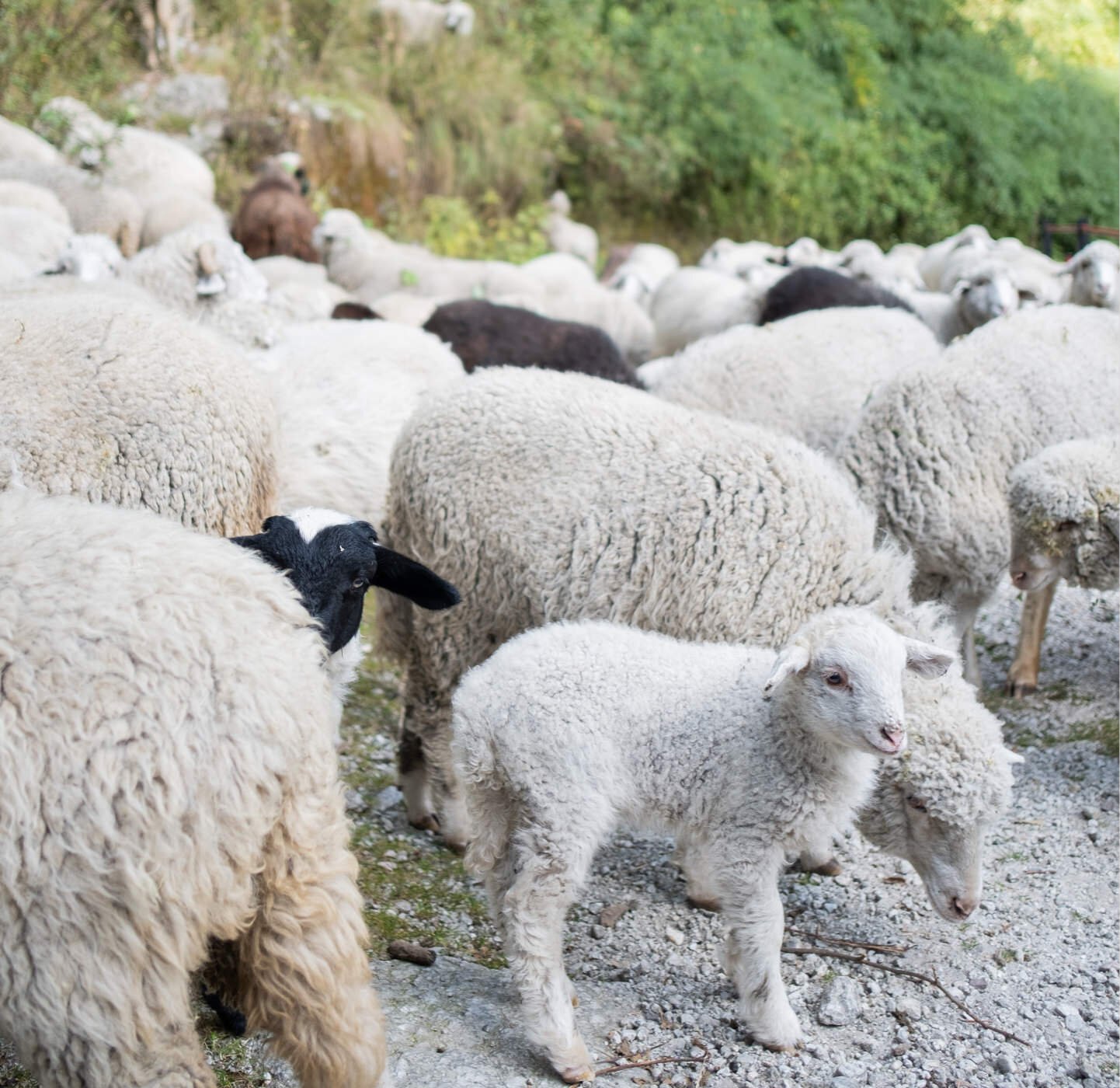 Sheep