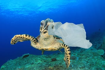 Turtle Photo 1 0821