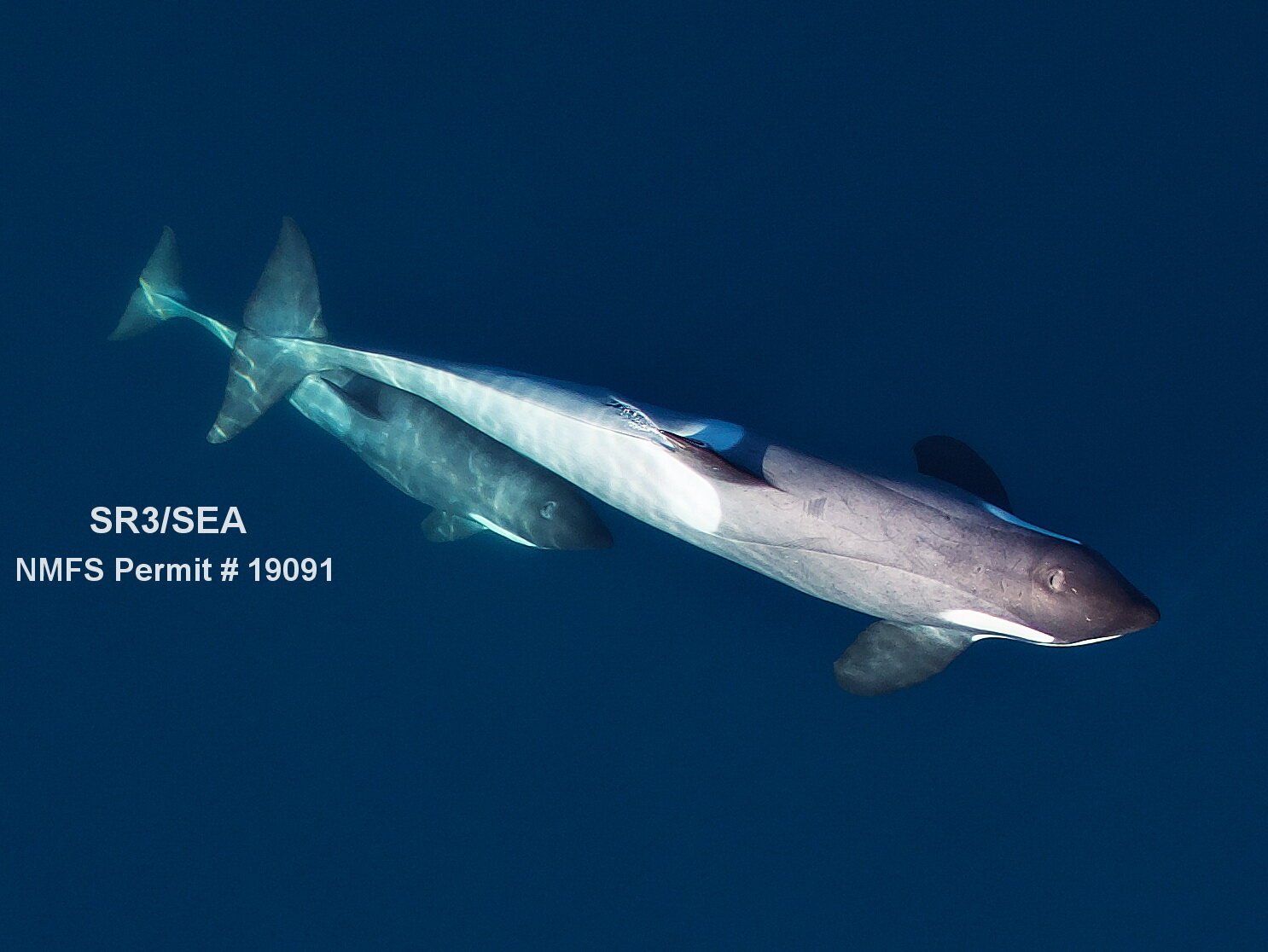 Type+B2_female+and+calf_2020