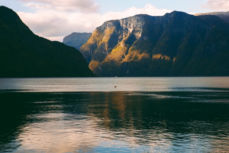 bambi-corro-5SYF3nIg4lc-unsplash