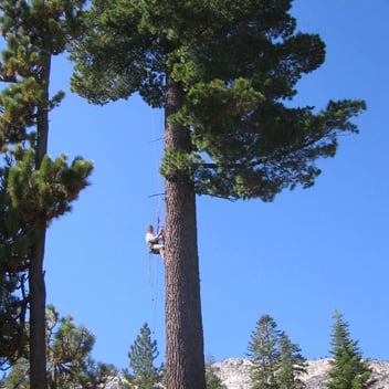 climbing-tall-tree-e1568842902410