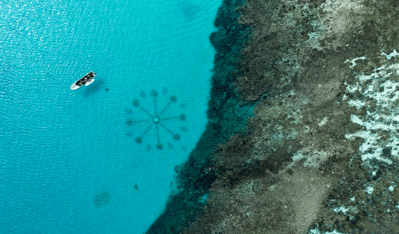 counting coral aerial