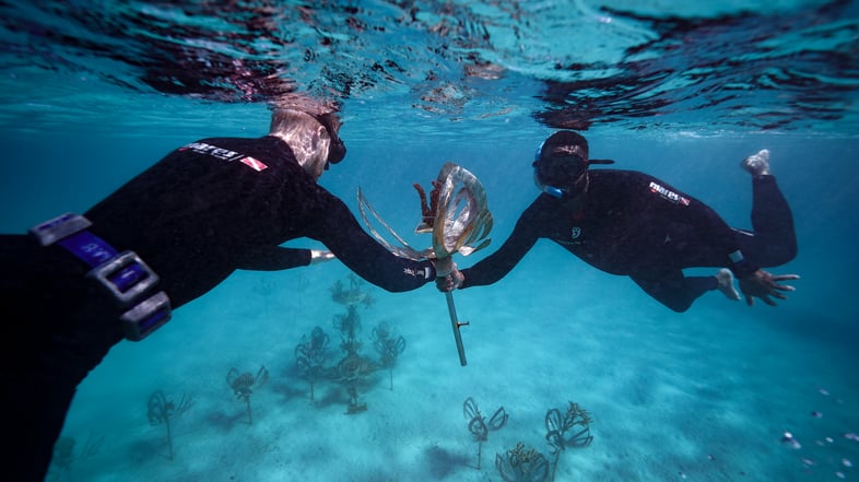 counting coral header image