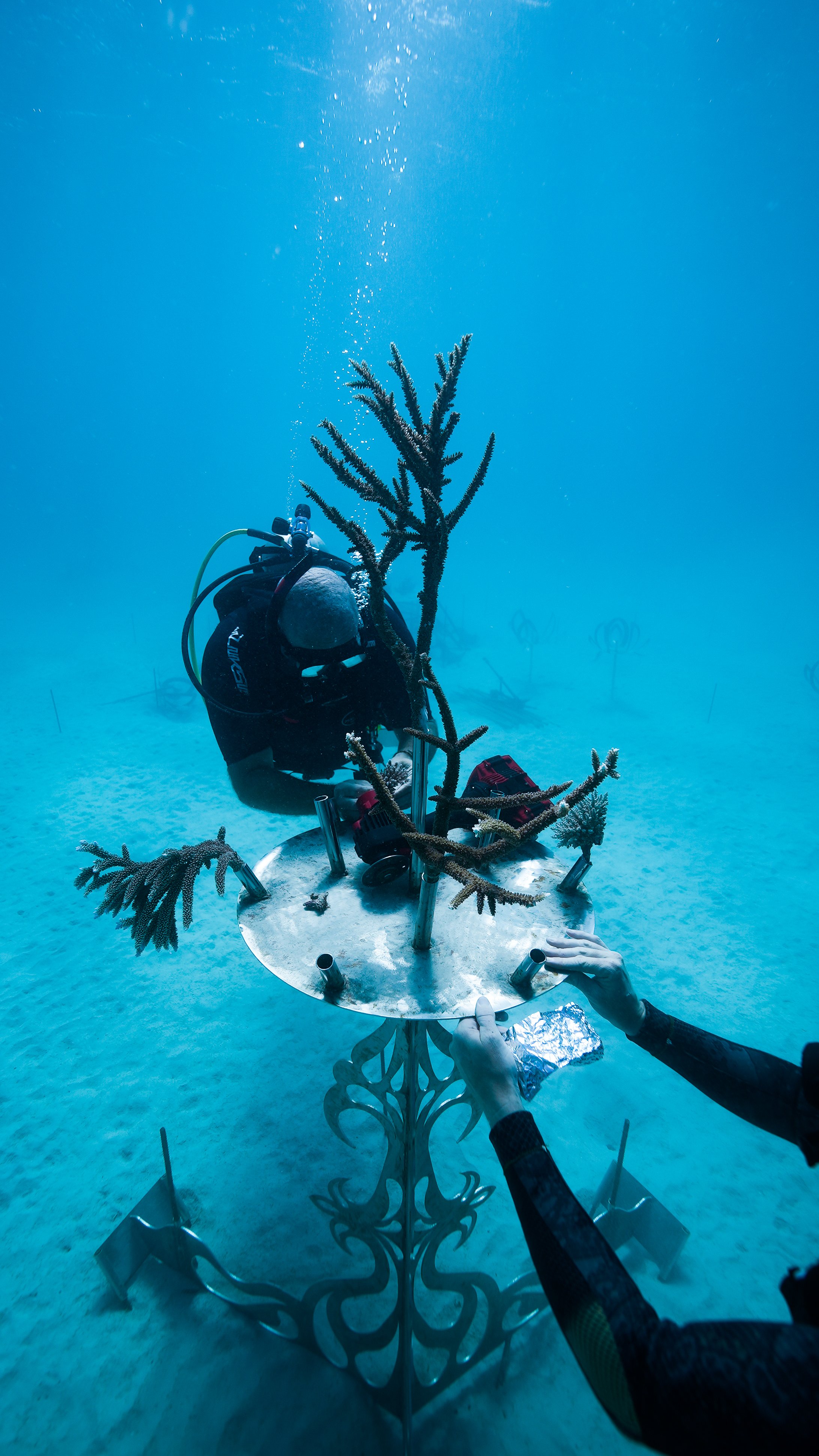 divers