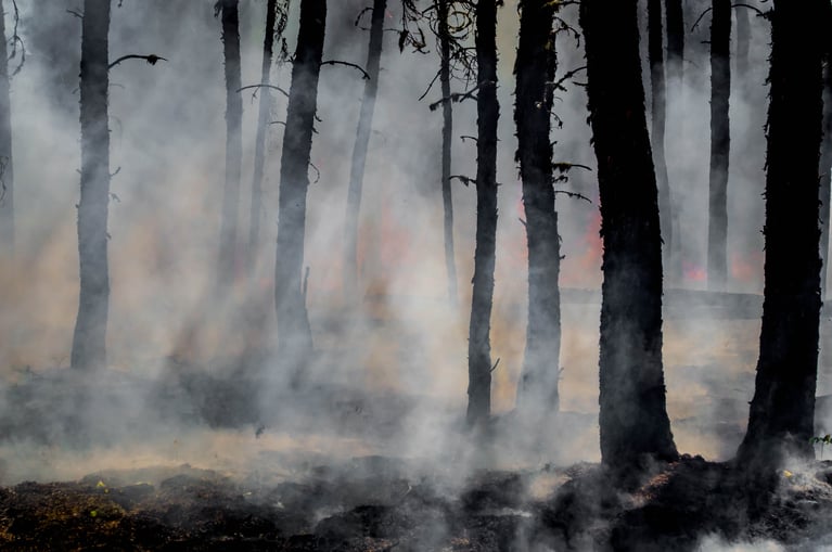 Nonprofits supporting wildfire aid and long-term solutions