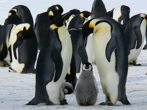 Penguin Family