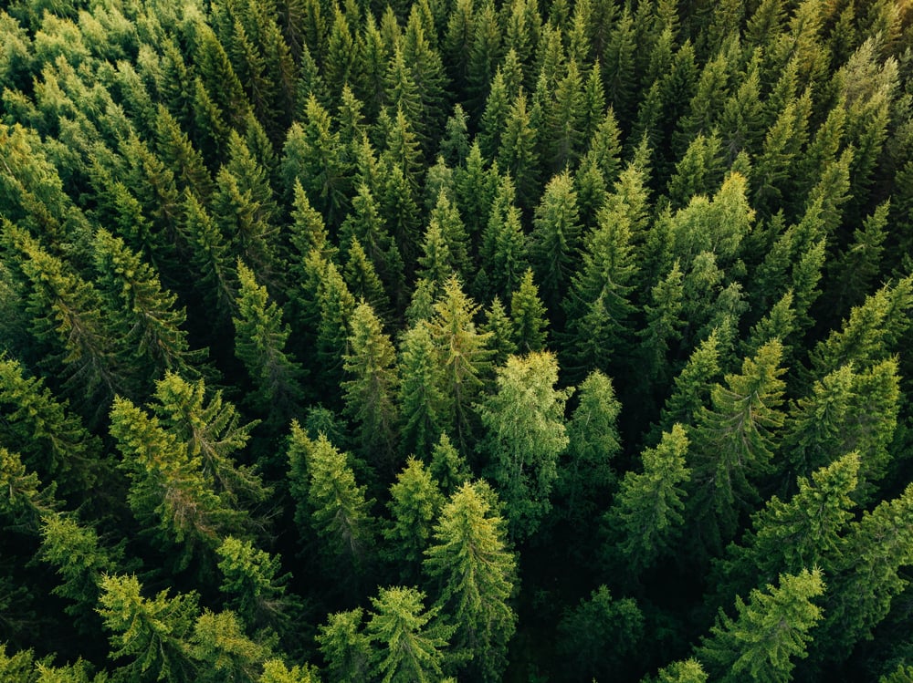 a softwood forest from above
